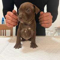 American pitbull