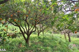 Rometta, funzionale terreno agricolo terrazzato
