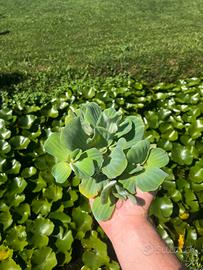 Pistia Stratiotes