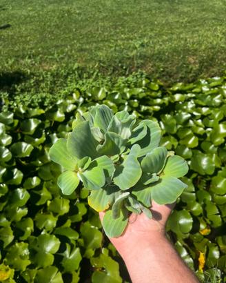 Pistia Stratiotes