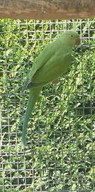 Parrocchetti dal collare