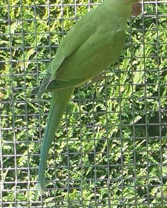 Parrocchetti dal collare