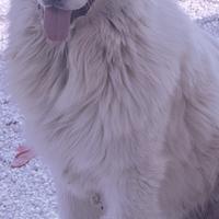 Pastore maremmano abruzzese