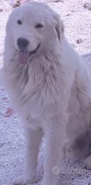 Pastore maremmano abruzzese