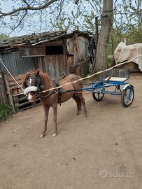 Pony completa