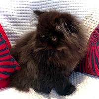 Cucciolo Persiano