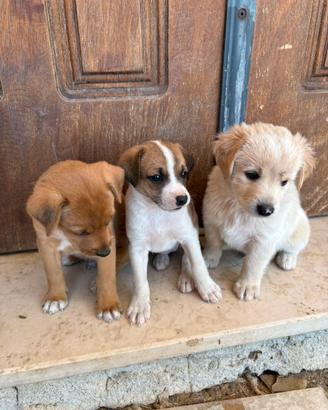Si regalano cagnolini ?