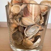 Conchiglie per arredamento