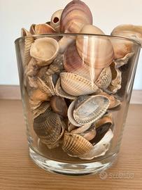 Conchiglie per arredamento