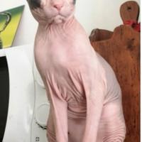Dolcissima gatta nuda ,Don Sphynx,sterilizzata