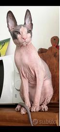 Dolcissima gatta nuda ,Don Sphynx,sterilizzata