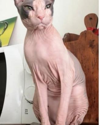 Dolcissima gatta nuda ,Don Sphynx,sterilizzata