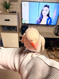 Parrocchetto Maschio