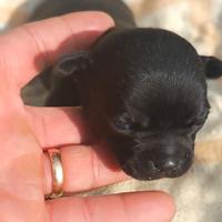 Chihuahua Toy pelo lungo