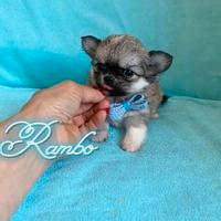Chihuahua maschio a pelo lungo con pedigree enci