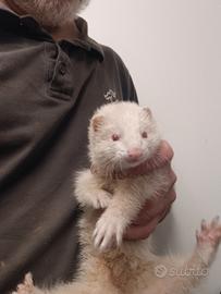 Furetti