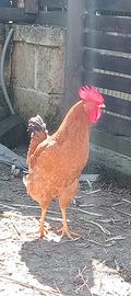Gallo