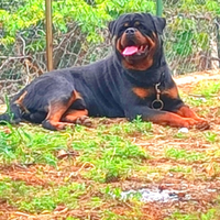 Cuccioli rottweiler