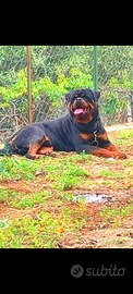 Cuccioli rottweiler