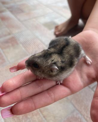 Criceto
