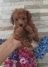Barboncino Toy con test genetici