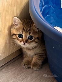 Cuccioli di BRITISH 