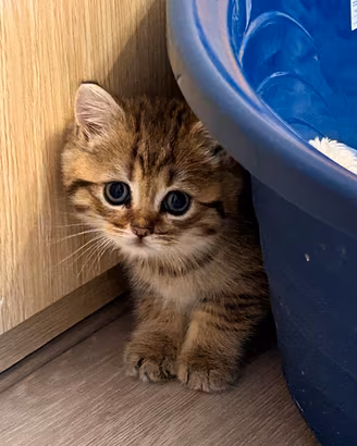 Cuccioli di BRITISH 