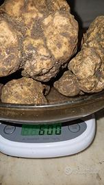 Cuccioli di Lagotto Romagnolo professionali