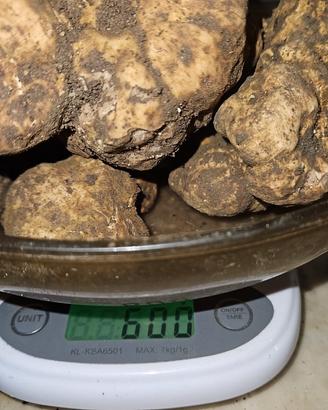 Cuccioli di Lagotto Romagnolo professionali