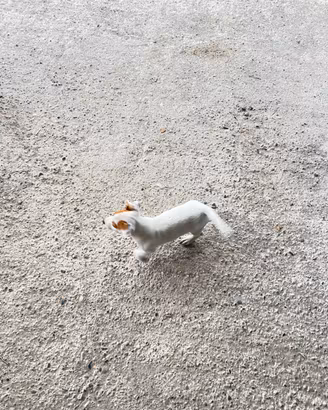 Cuccioli jack russel