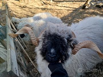 Montone Naso nero del Vallese