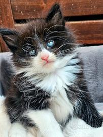 Stupendo cucciolo norvegese delle foreste