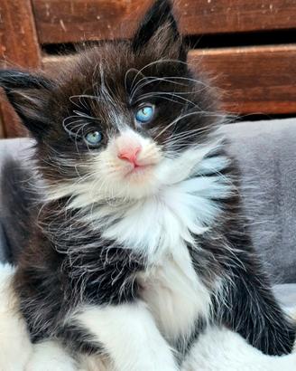 Stupendo cucciolo norvegese delle foreste