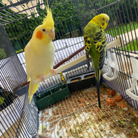 Pappagalli