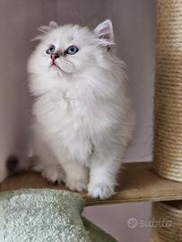 British longhair (pelo lungo) certificati afef