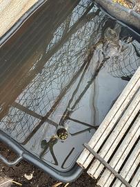 Coppia di tartarughe d'acqua dolce