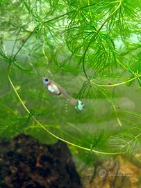 Guppy femmine