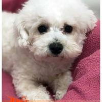 Cuccioli di BICHON A POIL FRISE