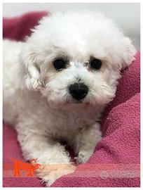 Cuccioli di BICHON A POIL FRISE