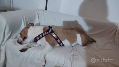 Amstaff femmina