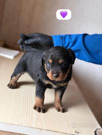 Cuccioli di Rottweiler