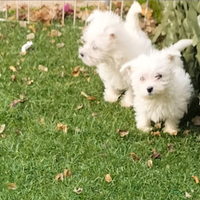 Cuccioli di west highland White terrier