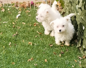 Cuccioli di west highland White terrier