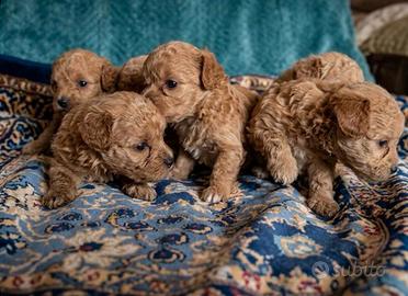 Cuccioli Maltipoo 50 giorni