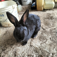 Coniglie nero papillon pronte per essere fattrice