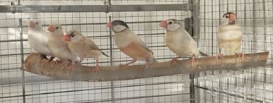 Padda Opale Pastello