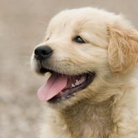 Golden Retriver con pedigree enci in 24 RATE