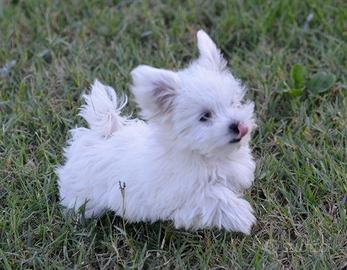 Cucciolo Maltese