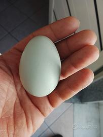 Galline ornamentali