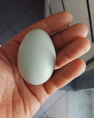 Galline ornamentali